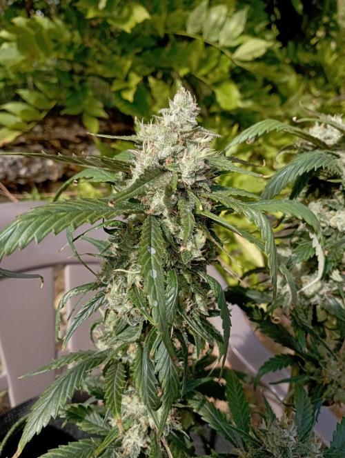 FB Strawberry Gorilla. Week 9