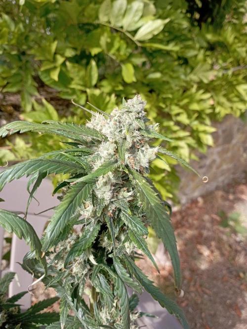 FB Strawberry Gorilla. Week 9