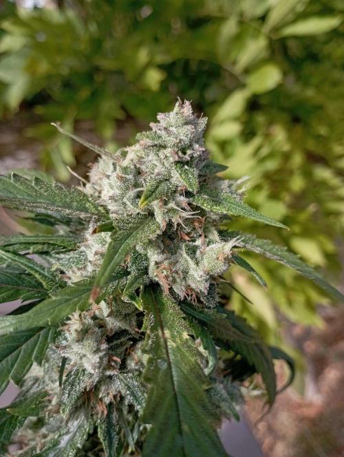 FB Strawberry Gorilla. Week 9