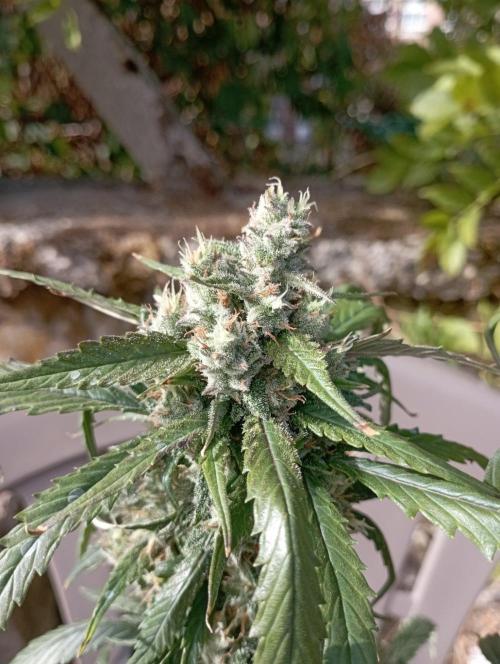 FB Strawberry Gorilla. Week 9