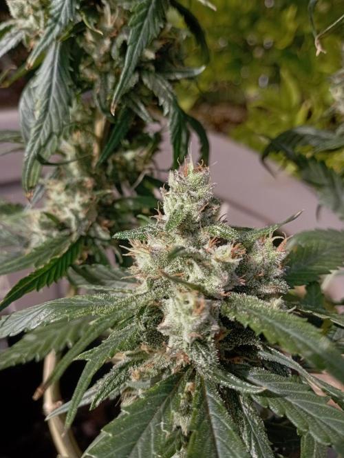 FB Strawberry Gorilla. Week 9