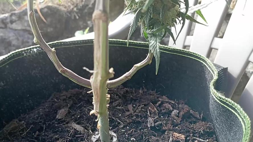 FB Strawberry Gorilla