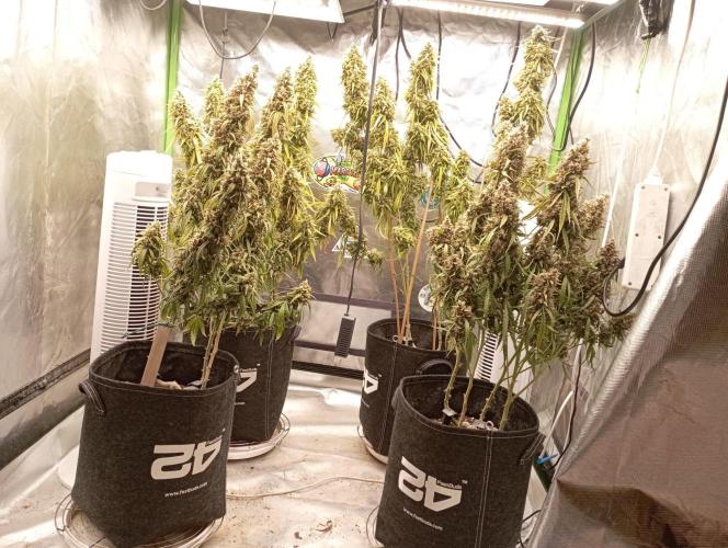 FB Apple Strudel. Week 13