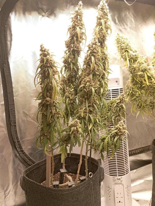 FB Apple Strudel. Week 13