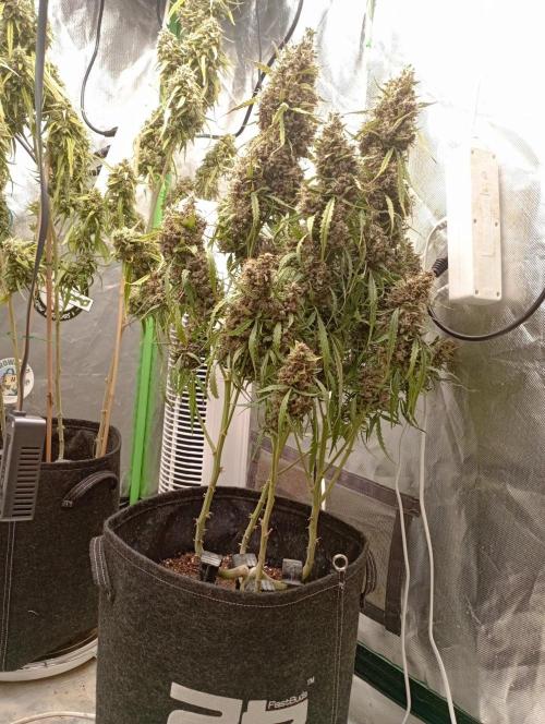 FB Apple Strudel. Week 13