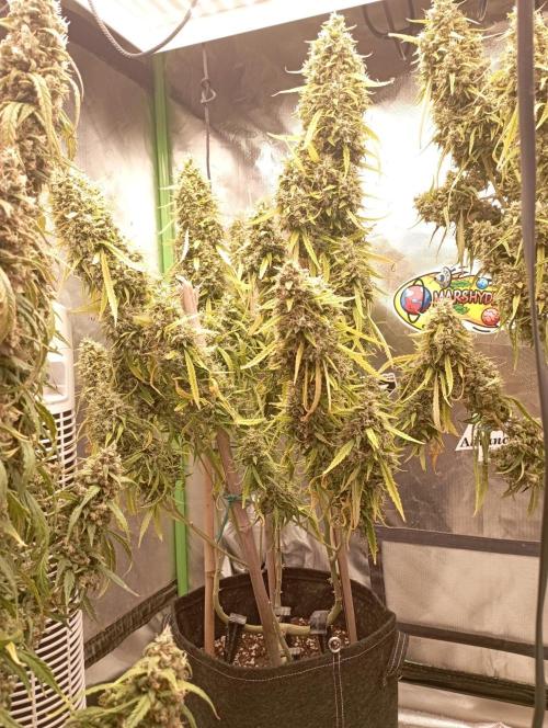 FB Apple Strudel. Week 13