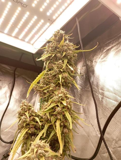 FB Apple Strudel. Week 13