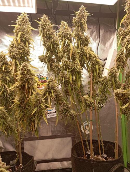 FB Apple Strudel. Week 13