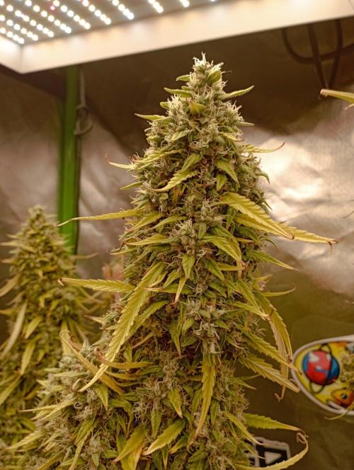 FB Apple Strudel. Week 13