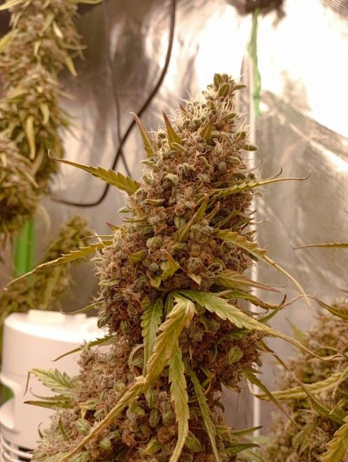 FB Apple Strudel. Week 13