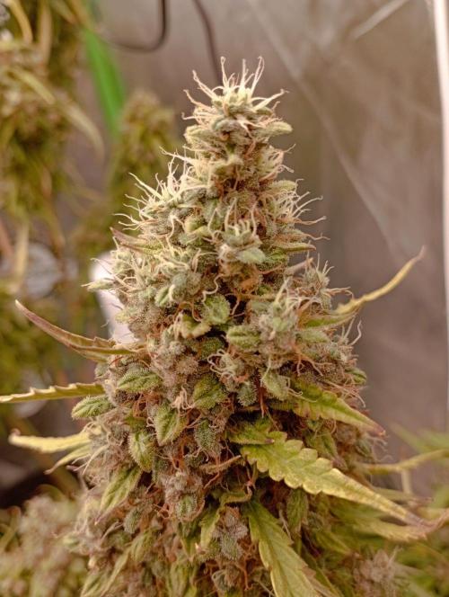 FB Apple Strudel. Week 13