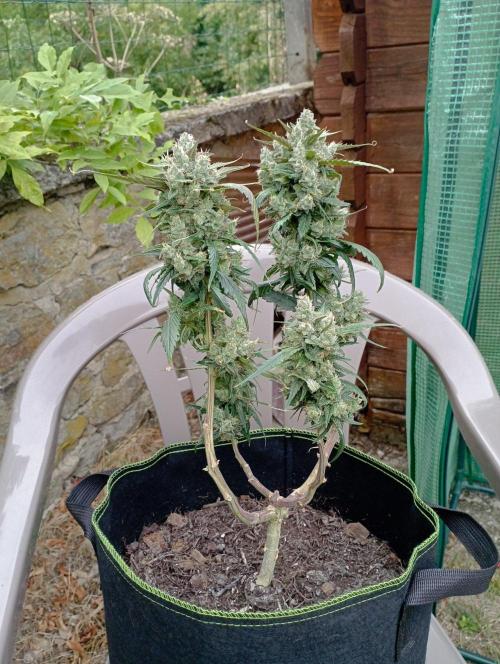 FB Strawberry Gorilla. Week 10