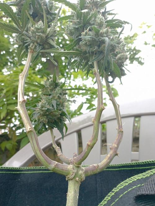 FB Strawberry Gorilla. Week 10