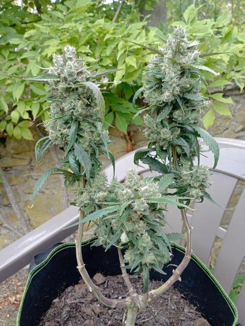FB Strawberry Gorilla. Week 10