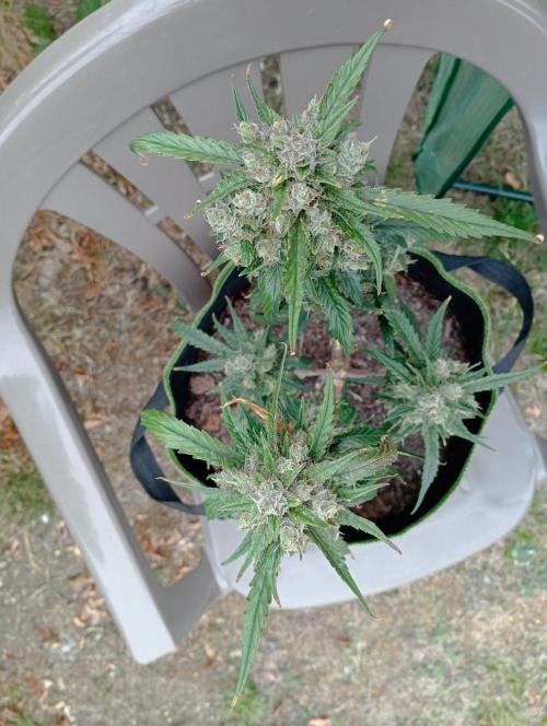 FB Strawberry Gorilla. Week 10