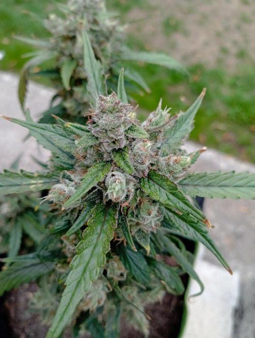 FB Strawberry Gorilla. Week 10