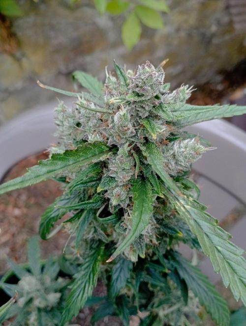 FB Strawberry Gorilla. Week 10