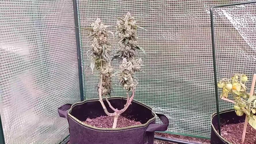 FB Strawberry Gorilla