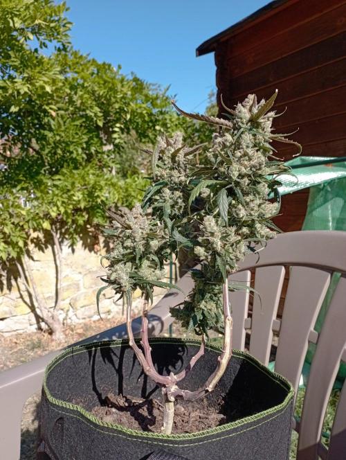 FB Strawberry Gorilla. Week 11
