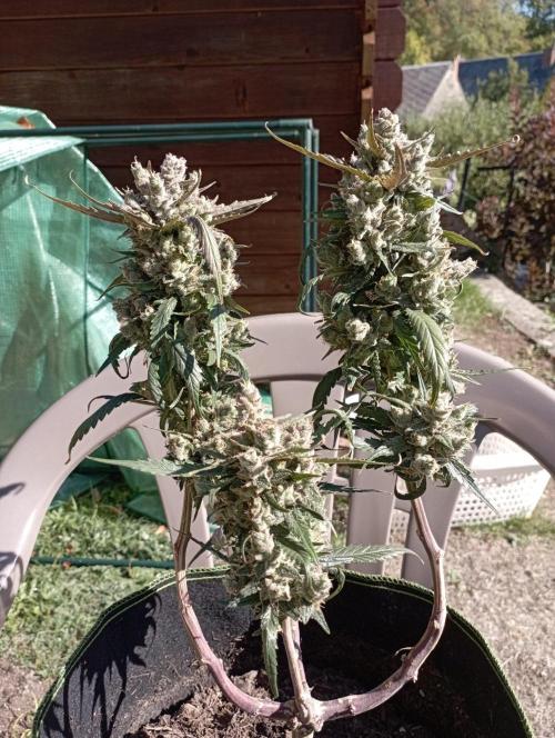 FB Strawberry Gorilla. Week 11