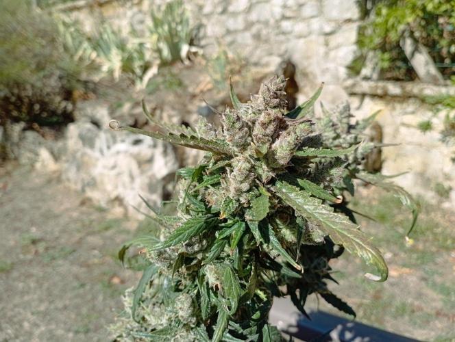 FB Strawberry Gorilla. Week 11