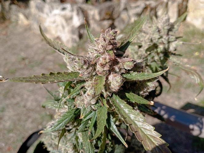 FB Strawberry Gorilla. Week 11