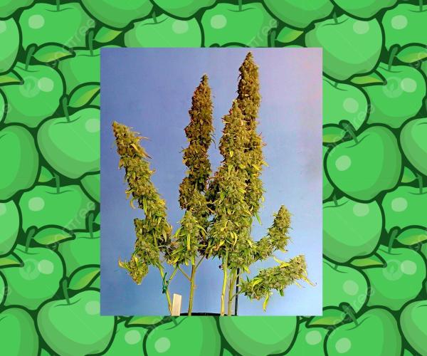 Apple Strudel Auto. Week 14