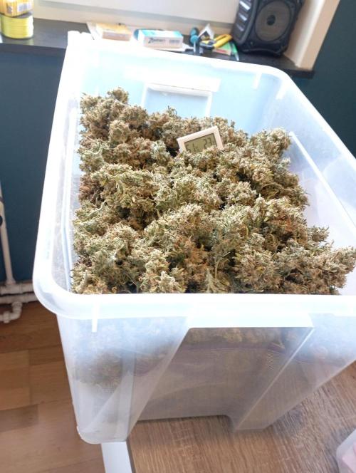 FB Apple Strudel. Week 14