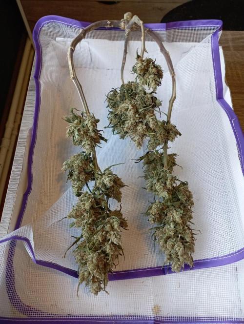 my GROWSTORY. Week 9