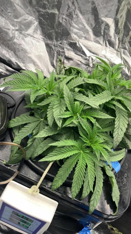 Hollywood (Lemon Cherry Gelato X Runtz)