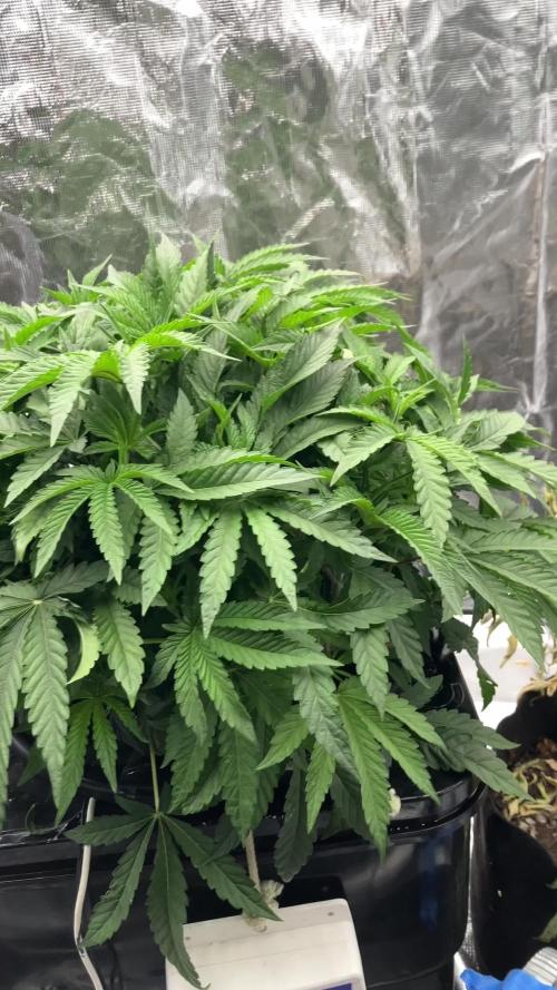Hollywood (Lemon Cherry Gelato X Runtz)