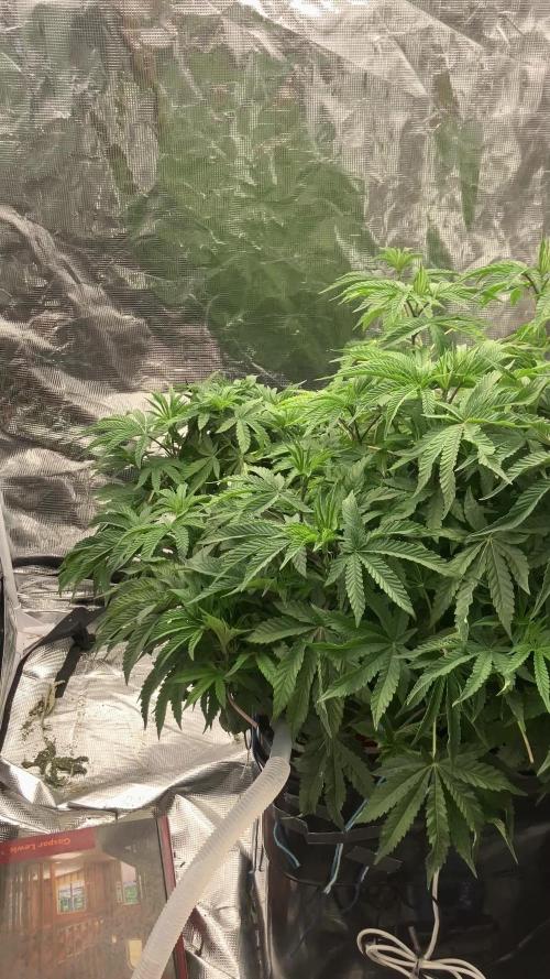 Hollywood (Lemon Cherry Gelato X Runtz)