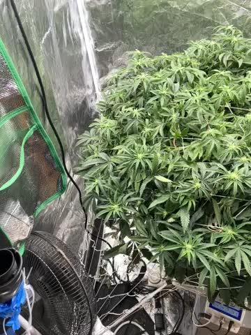 Hollywood (Lemon Cherry Gelato X Runtz)