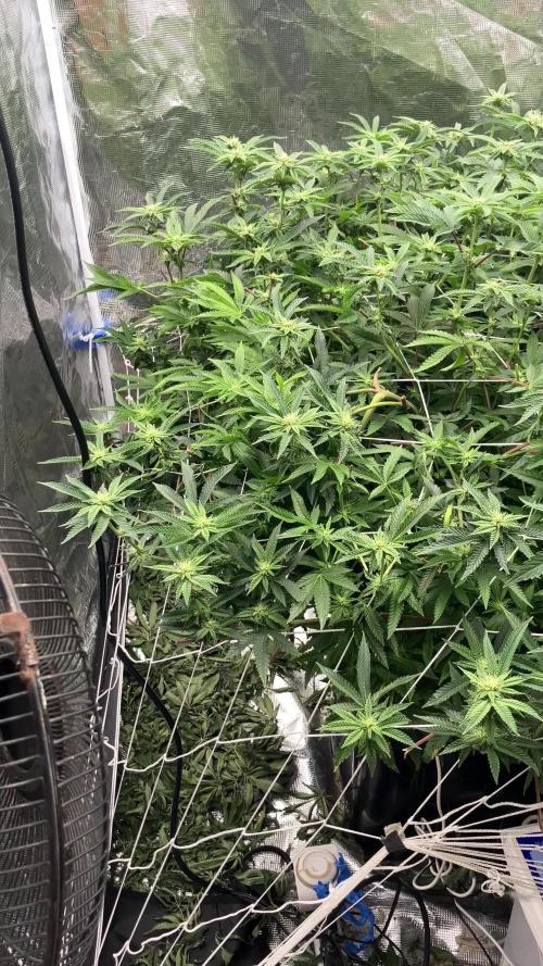 Hollywood (Lemon Cherry Gelato X Runtz)