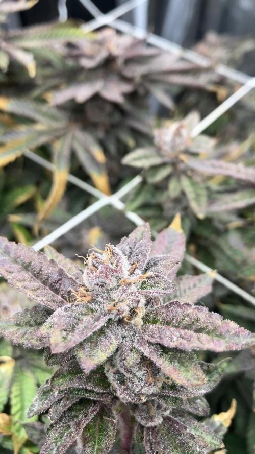Hollywood (Lemon Cherry Gelato X Runtz)