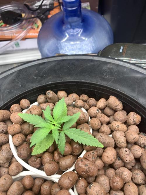 Pina Auto R BX2. Week 2
