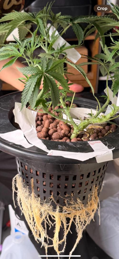 Pina Auto R BX2. Week 5
