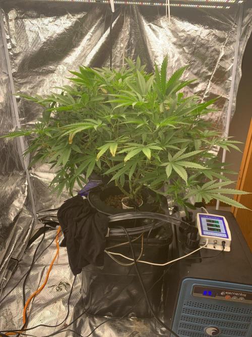 Pina Banana #1 Ethos. Week 12