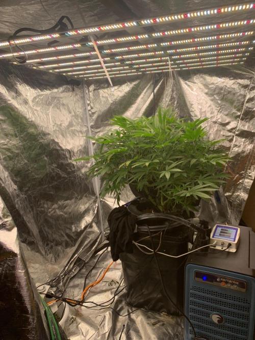 Pina Banana #1 Ethos. Week 12