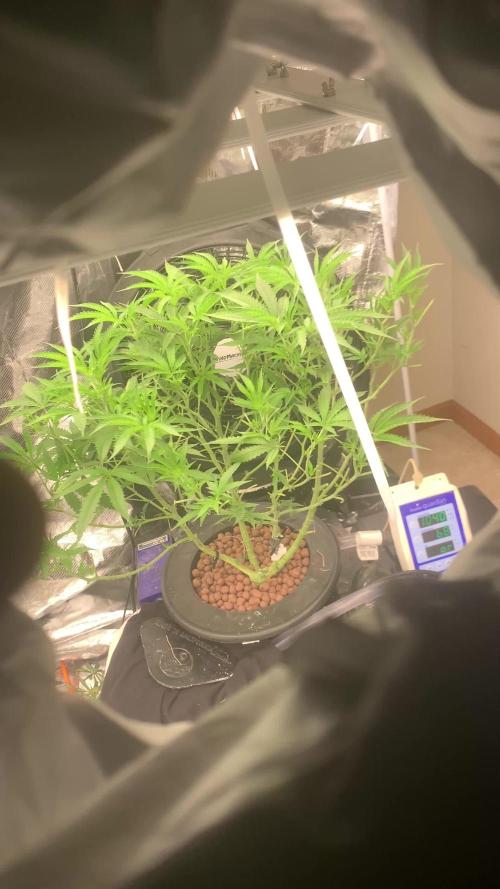 Pina Banana #1 Ethos