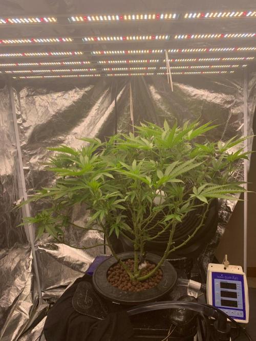 Pina Banana #1 Ethos. Week 14