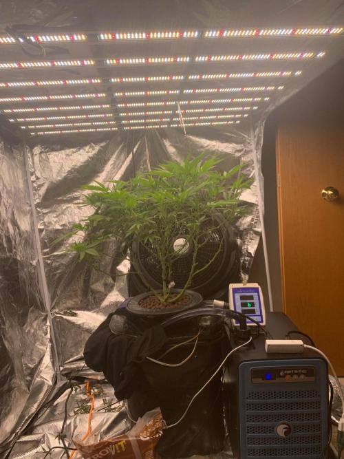 Pina Banana #1 Ethos. Week 14