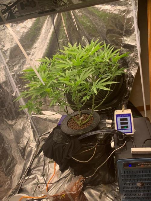 Pina Banana #1 Ethos. Week 14