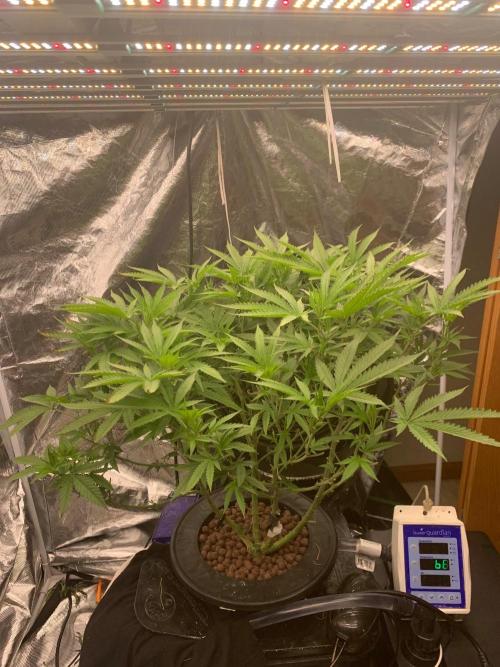 Blue Lobster by GrassRoots IL Dispo Seed. Week 16 - Cuttings 