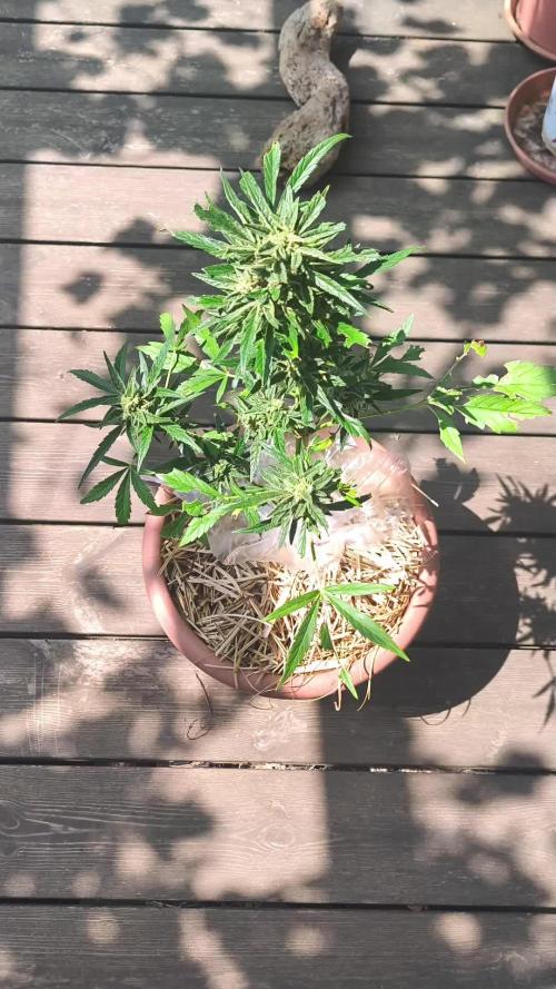 Epsilon F1 Automatic German Garden Grow