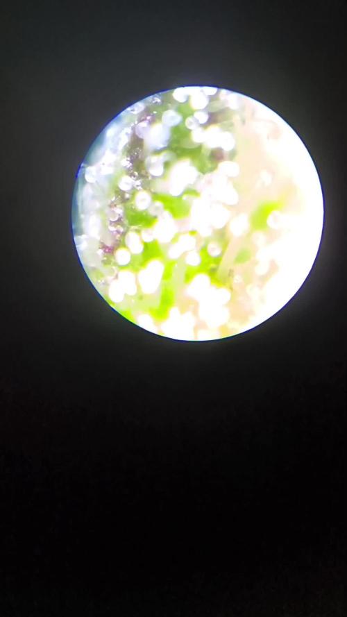 German Garden Grow Green Gelato