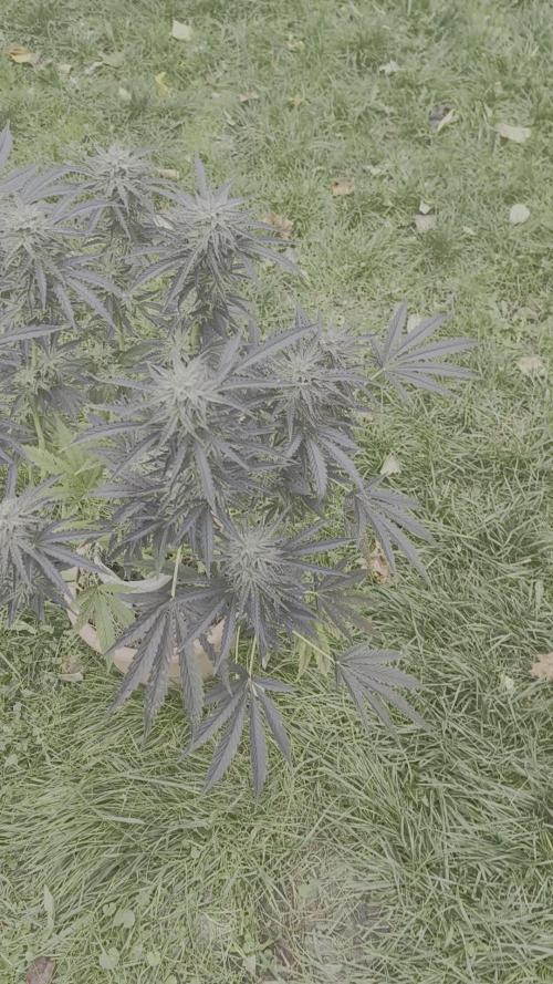 German Garden Grow Green Gelato