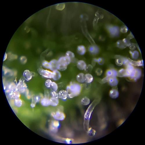 German Garden Grow Green Gelato