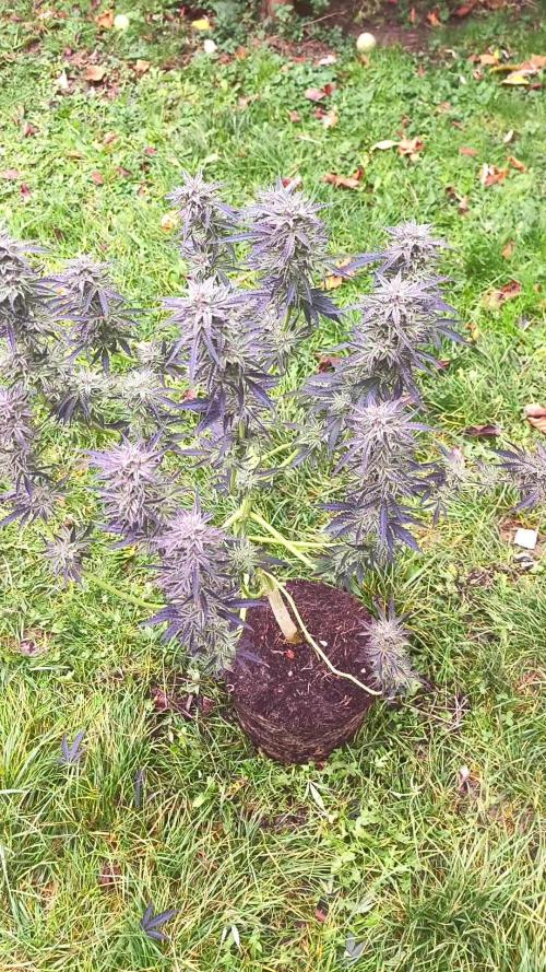 German Garden Grow Green Gelato