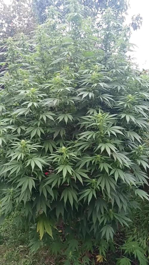 German Garden Grow